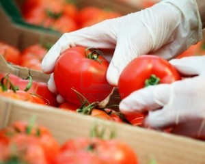 store tomatoes